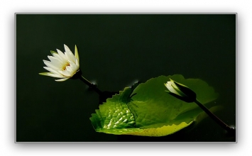 Phật pháp không hai thứ